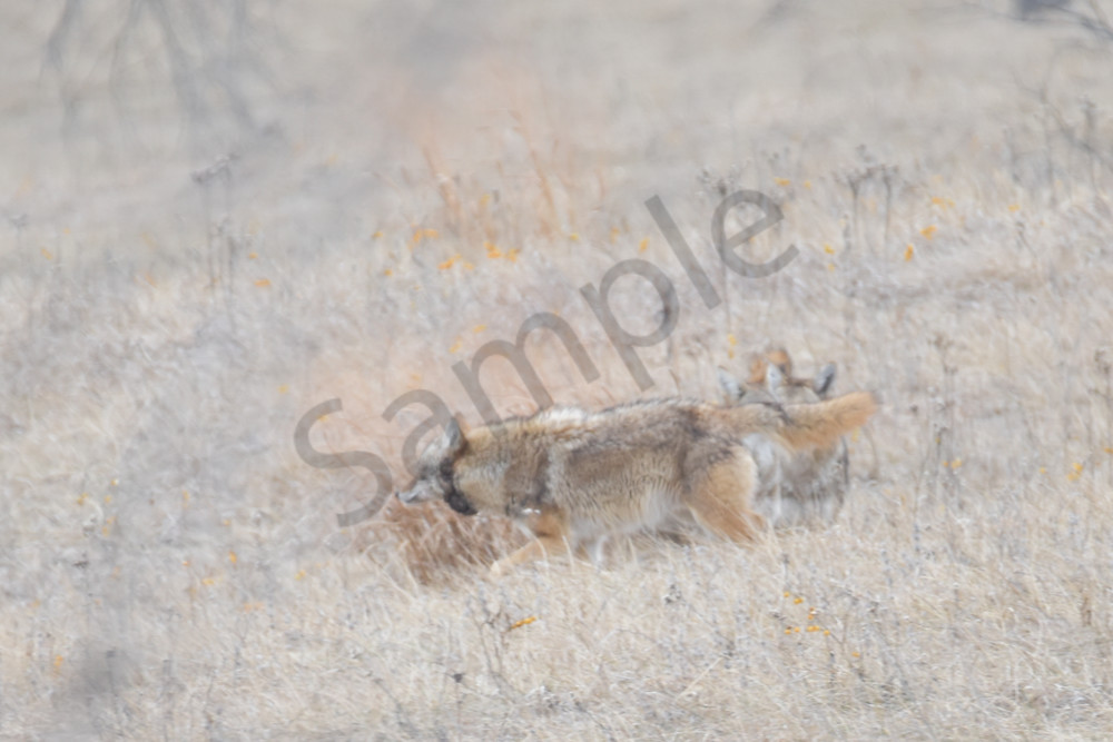 Wildlife 9 2.Jpg Photography Art | Photos By Regan