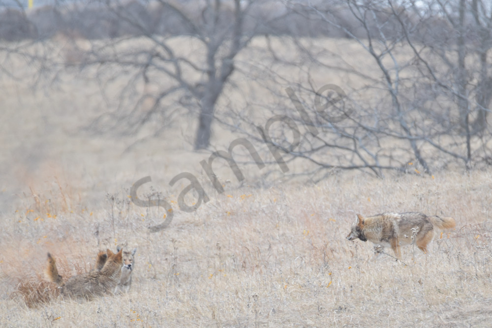 Wildlife 10 2.Jpg Photography Art | Photos By Regan