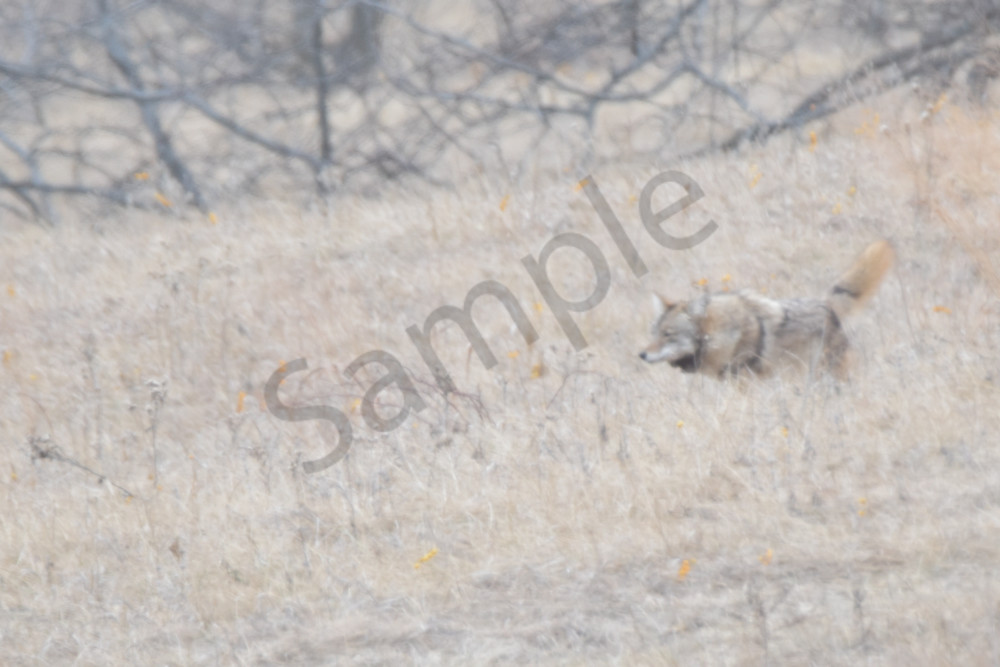 Wildlife 12 2.Jpg Photography Art | Photos By Regan