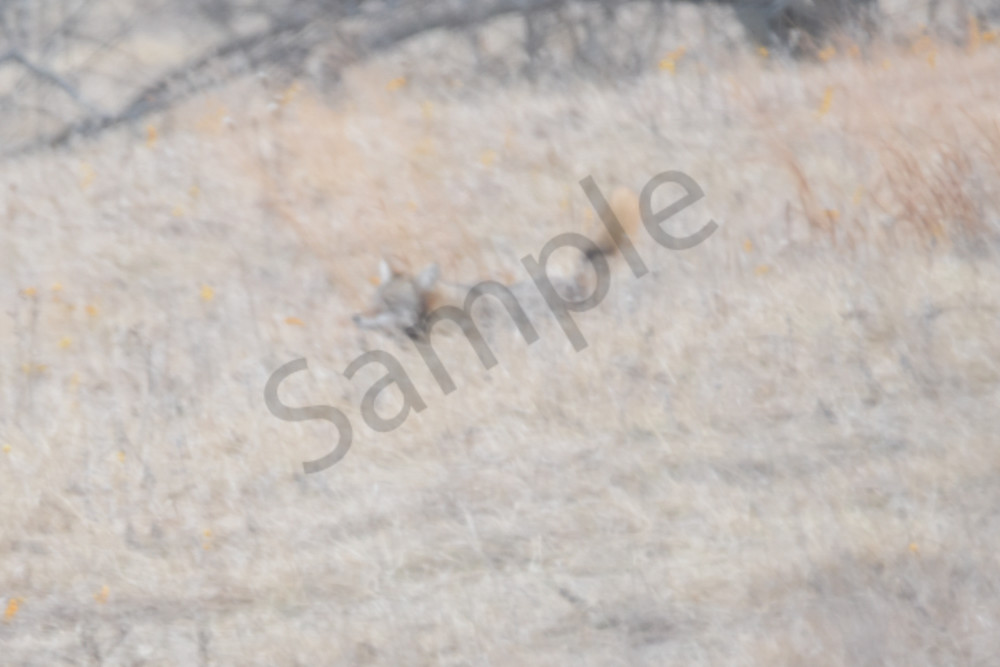 Wildlife 13 2.Jpg Photography Art | Photos By Regan