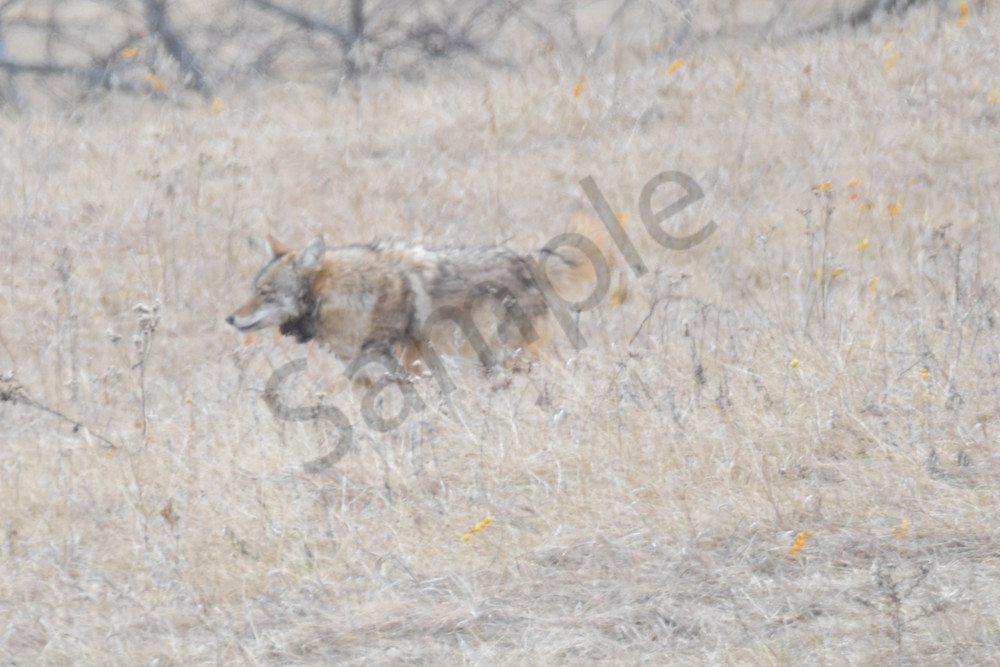 Wildlife 11 2.Jpg Photography Art | Photos By Regan