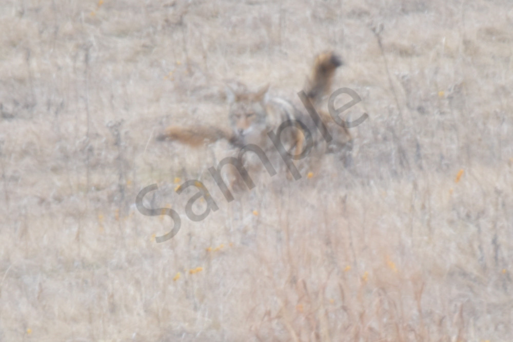 Wildlife 14 2.Jpg Photography Art | Photos By Regan