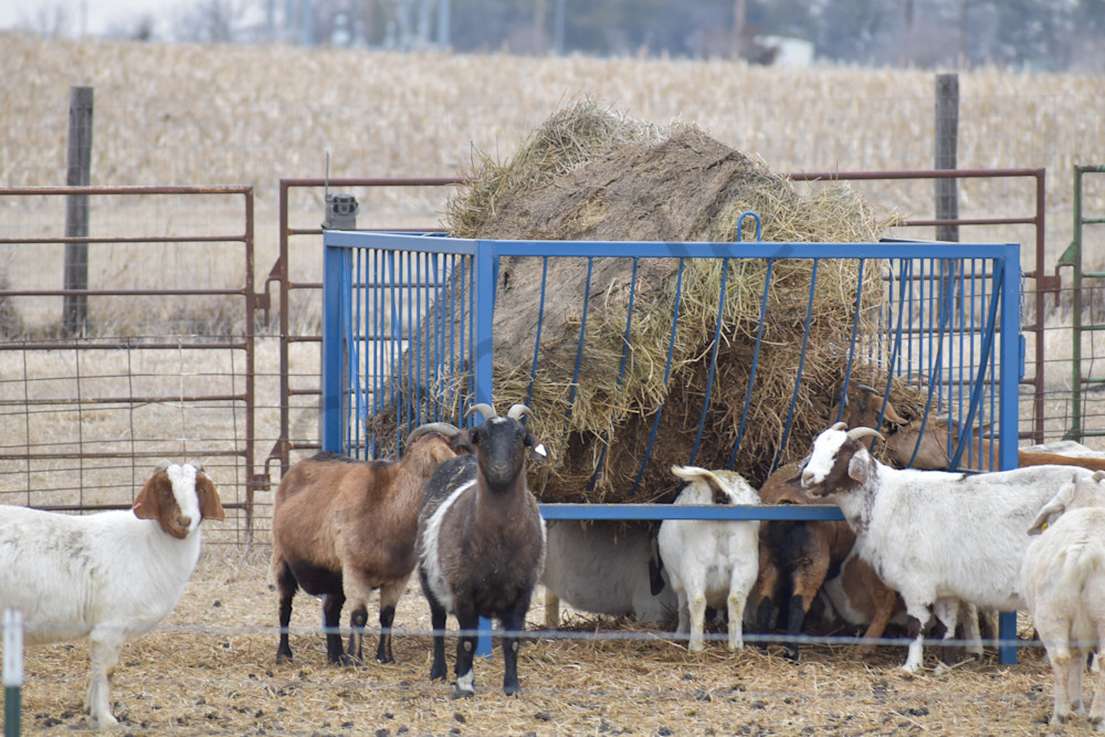 Wildlife 15 2.Jpg Photography Art | Photos By Regan