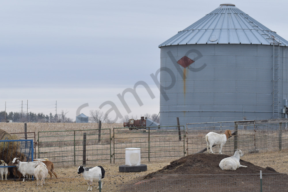 Wildlife 16.Jpg Photography Art | Photos By Regan