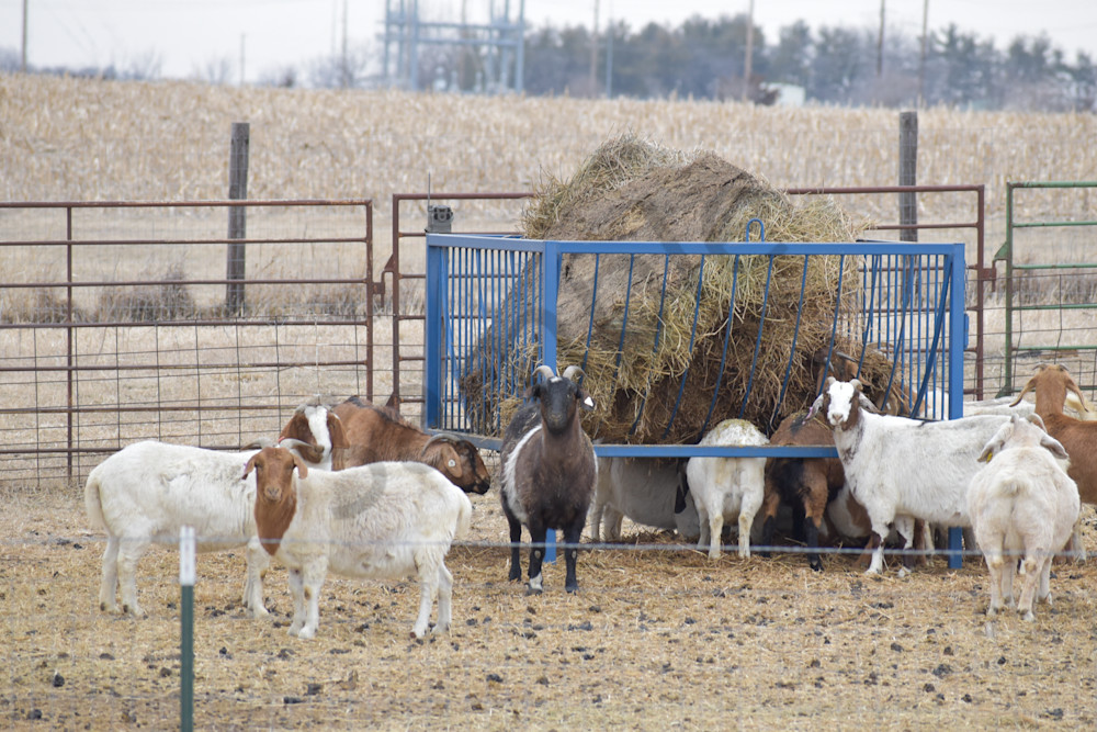 Wildlife 17.Jpg Photography Art | Photos By Regan