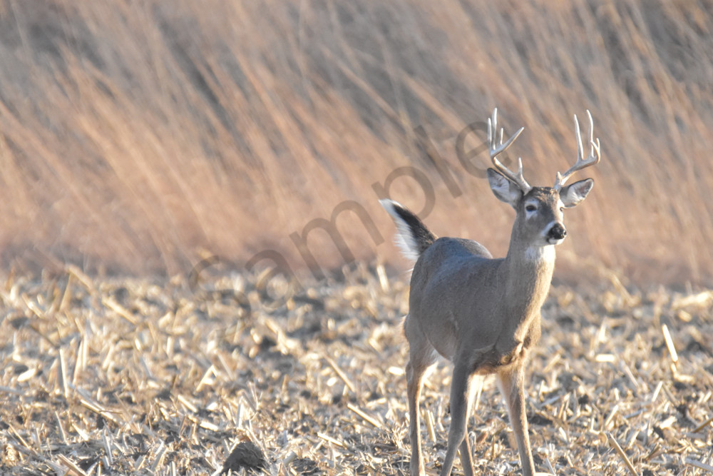 Deer 3.Jpg Photography Art | Photos By Regan