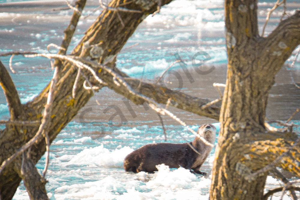 Wildlife 6.Jpg Photography Art | Photos By Regan