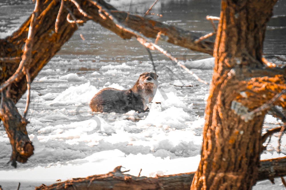 Wildlife 7.Jpg Photography Art | Photos By Regan