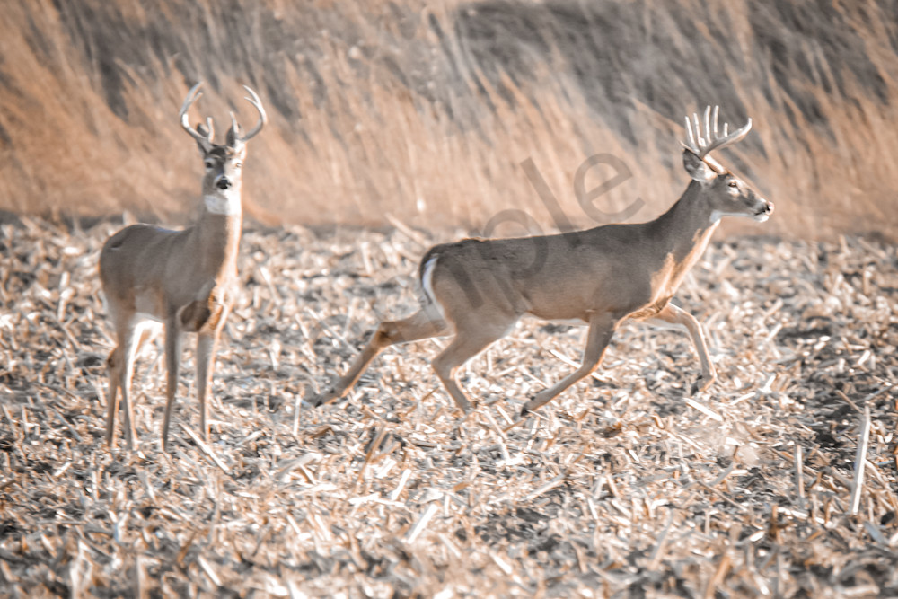 Deer 2.Jpg Photography Art | Photos By Regan