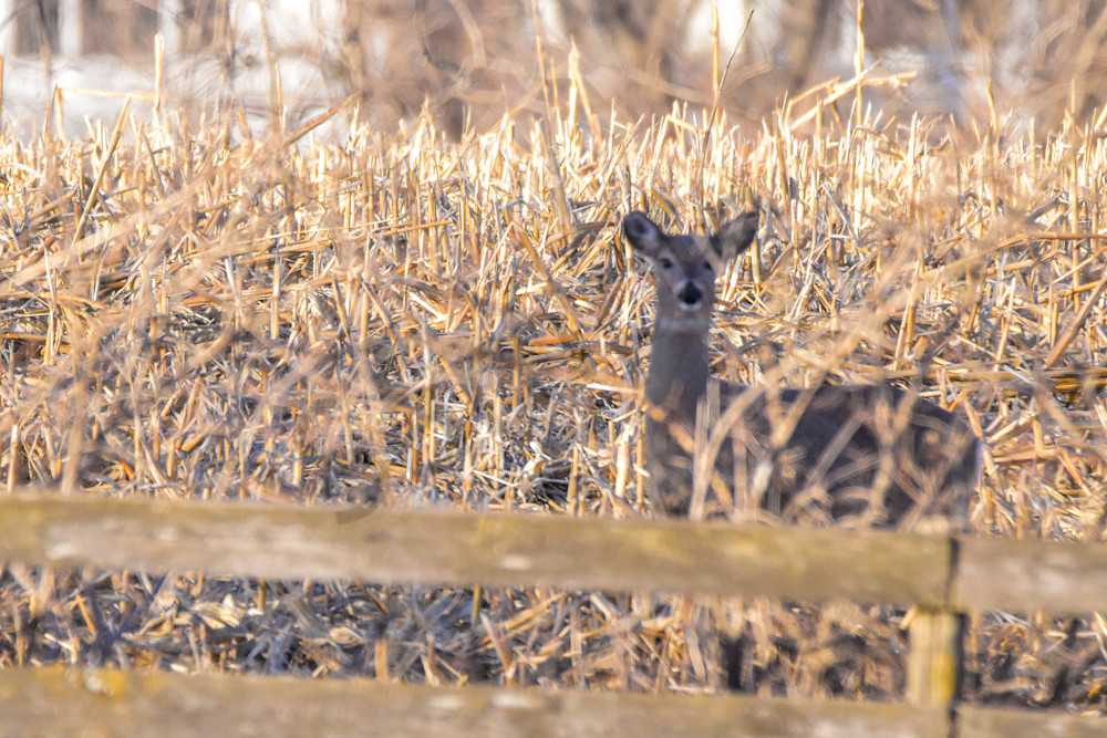 Deer 17.Jpg Photography Art | Photos By Regan