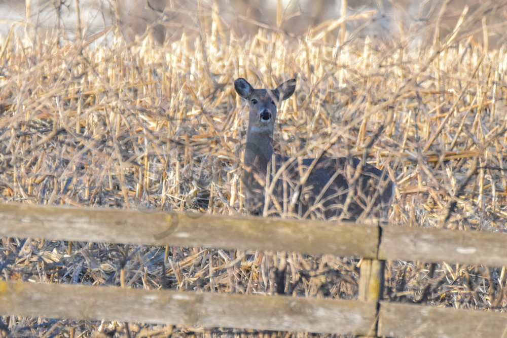 Deer 18.Jpg Photography Art | Photos By Regan