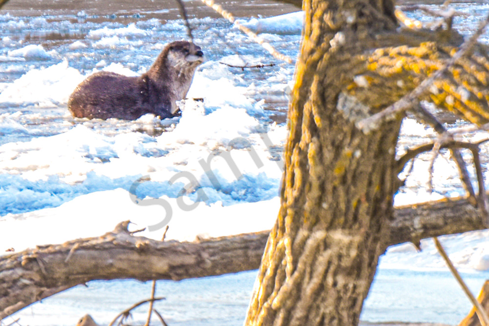 Wildlife 8.Jpg Photography Art | Photos By Regan