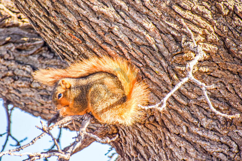 Wildlife 12.Jpg Photography Art | Photos By Regan