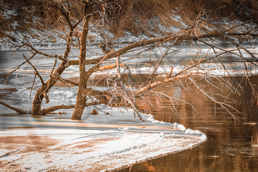 Wildlife 4.Jpg Photography Art | Photos By Regan