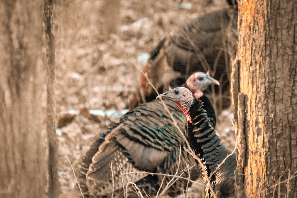 Wildlife 3.Jpg Photography Art | Photos By Regan