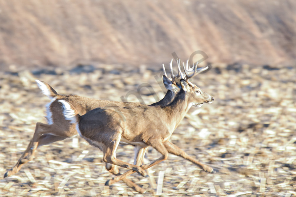 Deer 12.Jpg Photography Art | Photos By Regan