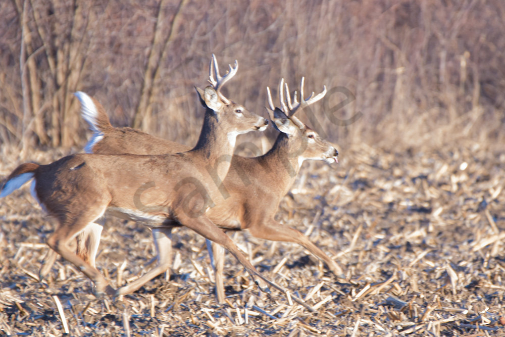 Deer 13.Jpg Photography Art | Photos By Regan