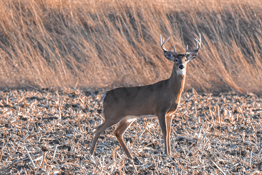 Deer 10.Jpg Photography Art | Photos By Regan