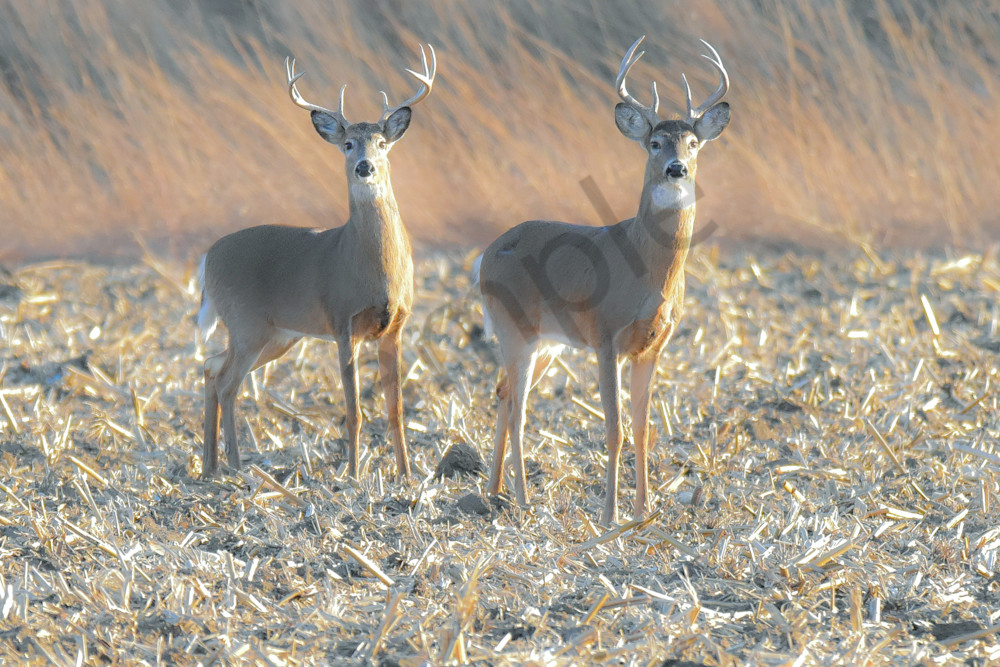 Deer 11.Jpg Photography Art | Photos By Regan