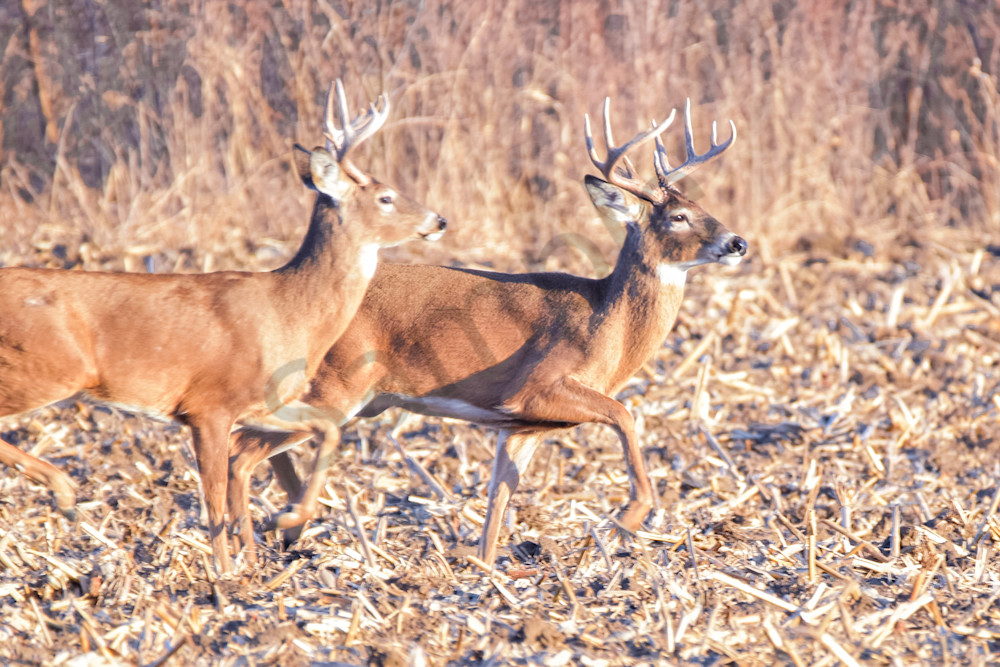 Deer 14.Jpg Photography Art | Photos By Regan