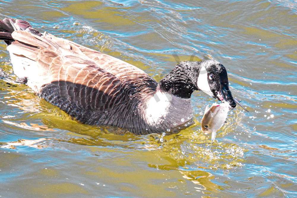 Birds 3.Jpg Photography Art | Photos By Regan