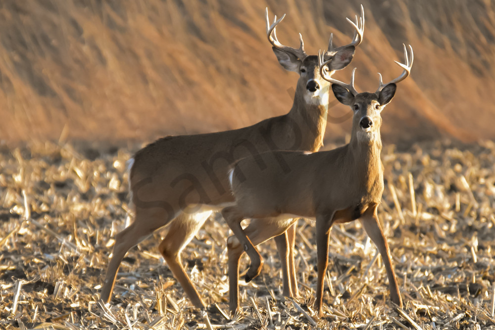 Deer 5.Jpg Photography Art | Photos By Regan