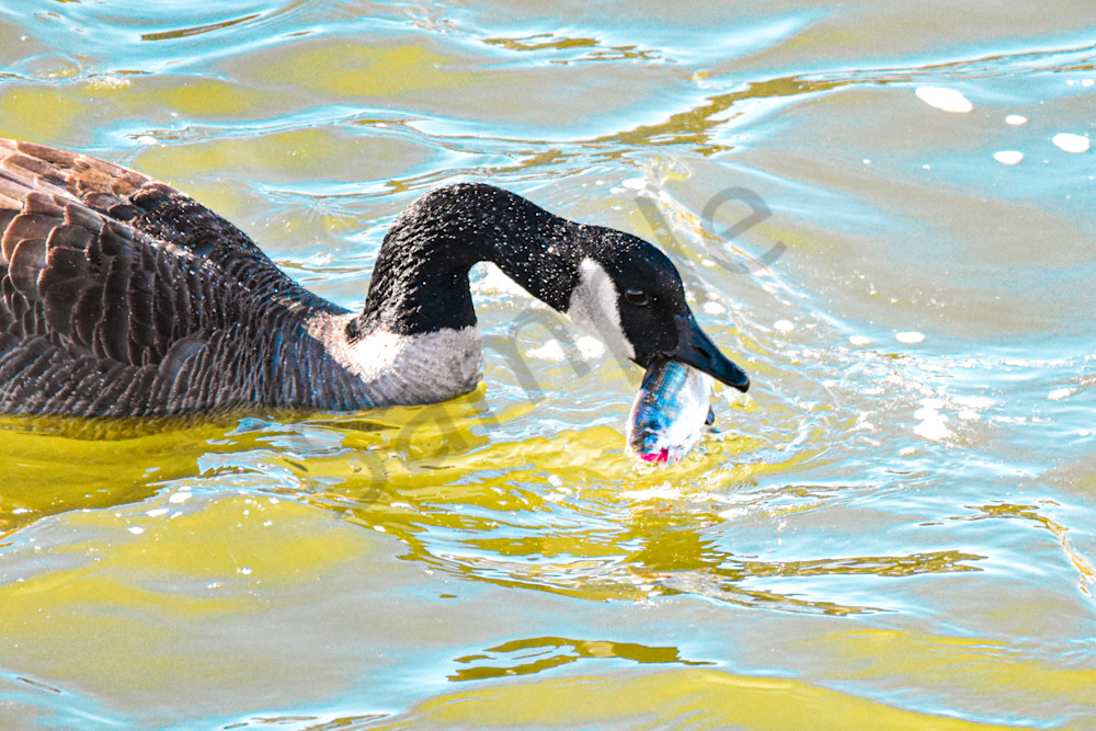 Birds 6.Jpg Photography Art | Photos By Regan