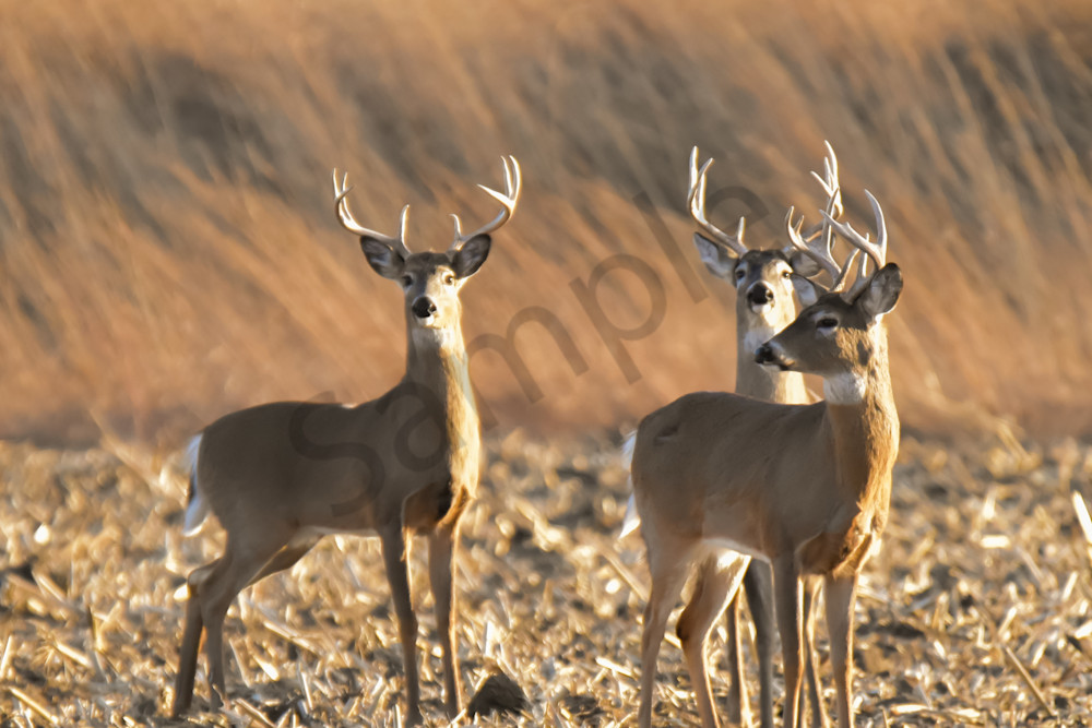 Deer 6.Jpg Photography Art | Photos By Regan