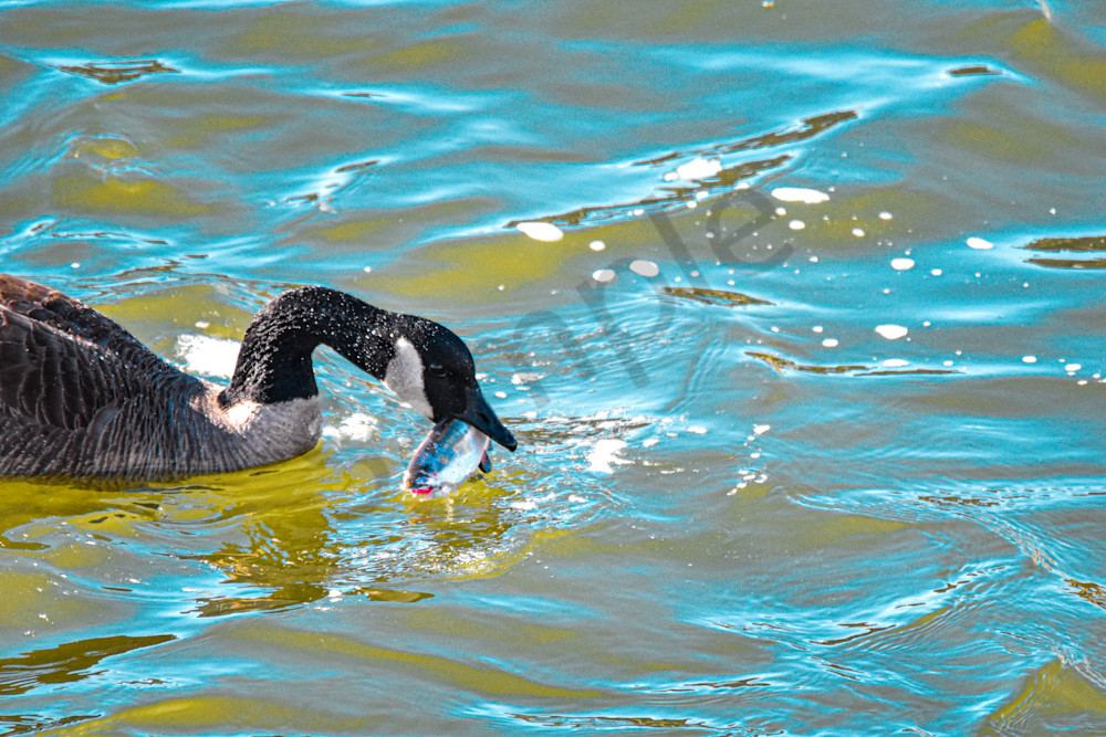 Birds 5.Jpg Photography Art | Photos By Regan