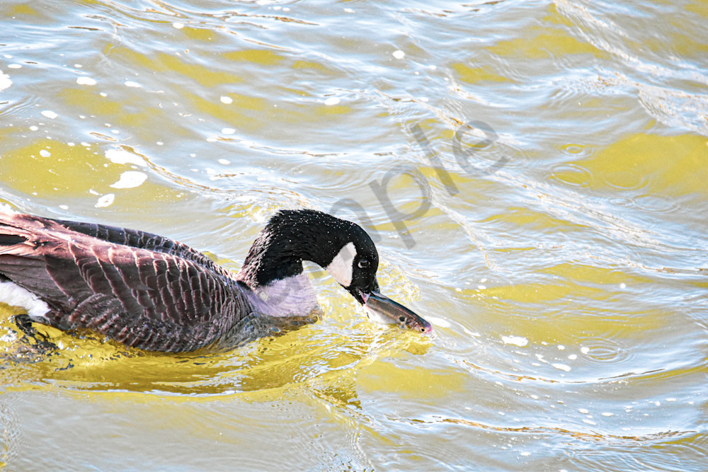 Birds 4.Jpg Photography Art | Photos By Regan