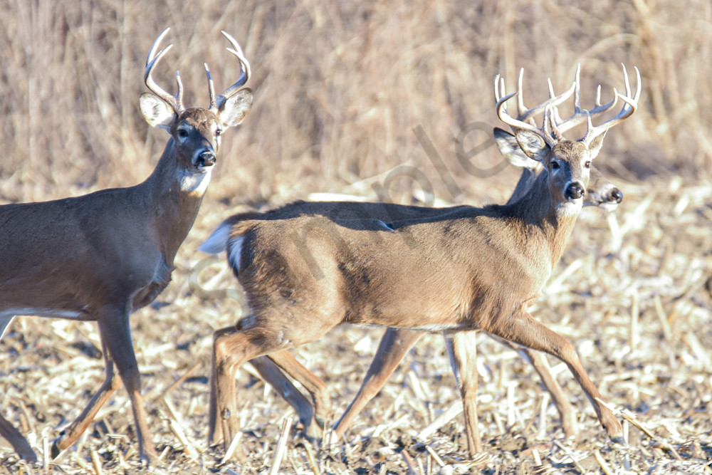 Deer 15.Jpg Photography Art | Photos By Regan