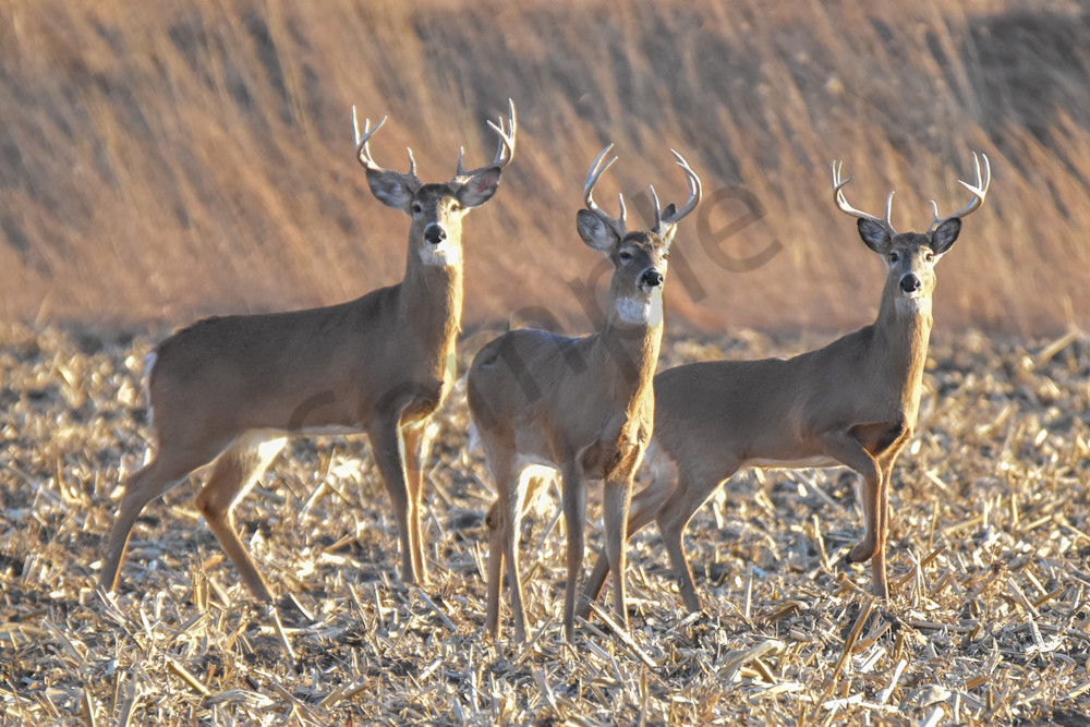 Deer 4.Jpg Photography Art | Photos By Regan