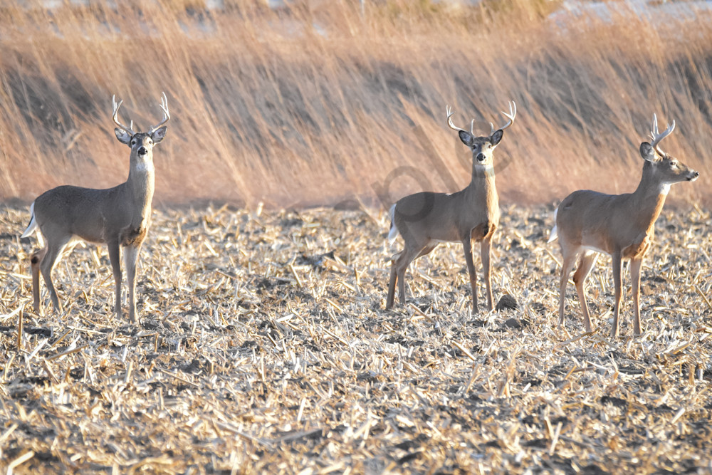 Deer 7.Jpg Photography Art | Photos By Regan