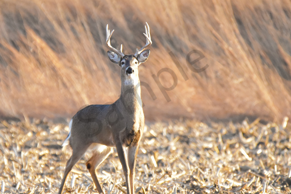 Deer 8.Jpg Photography Art | Photos By Regan