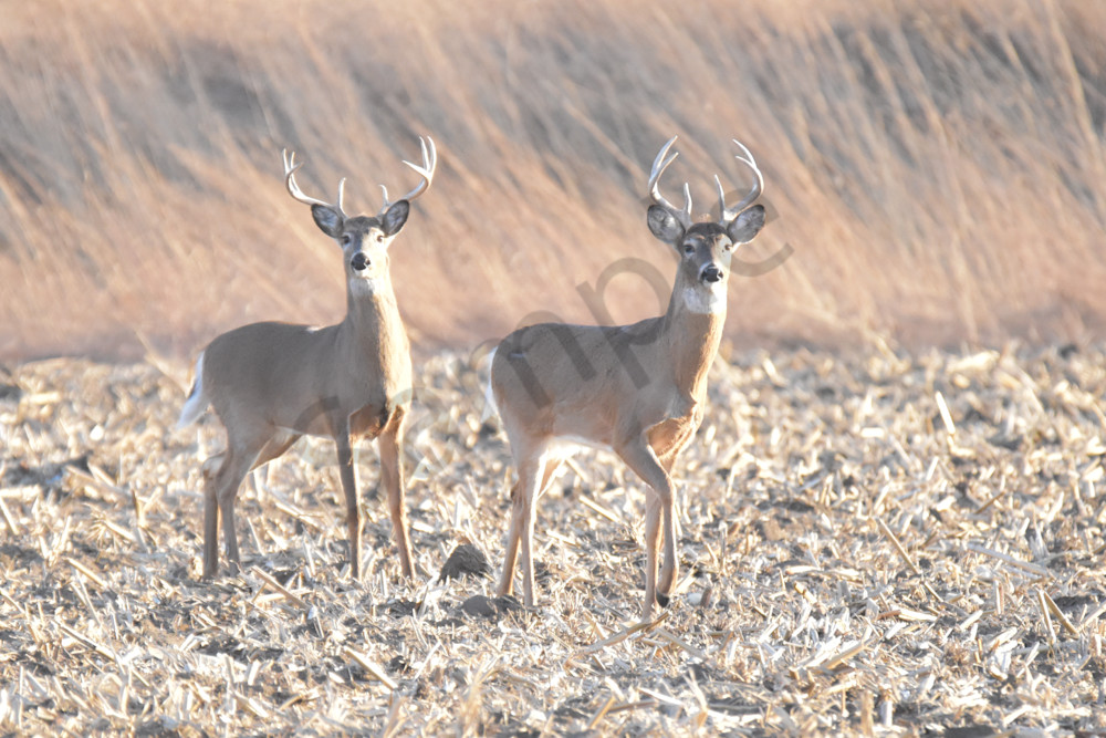 Deer 9.Jpg Photography Art | Photos By Regan