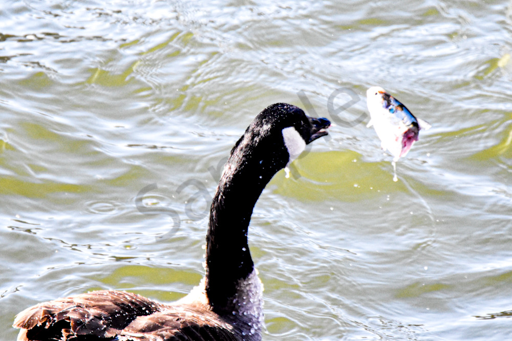 Birds 2.Jpg Photography Art | Photos By Regan