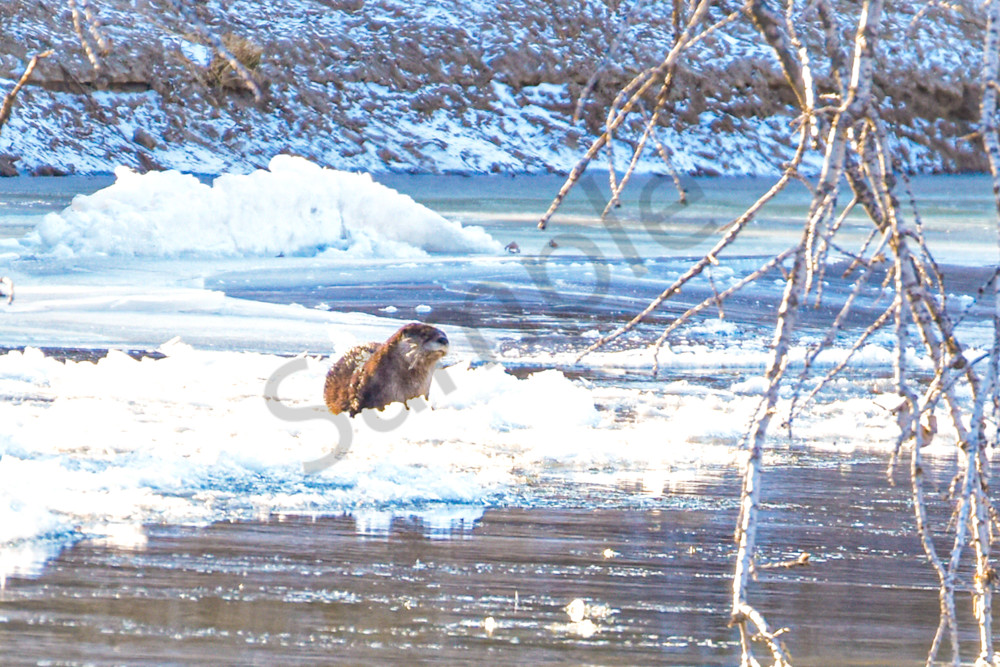 Wildlife 9.Jpg Photography Art | Photos By Regan