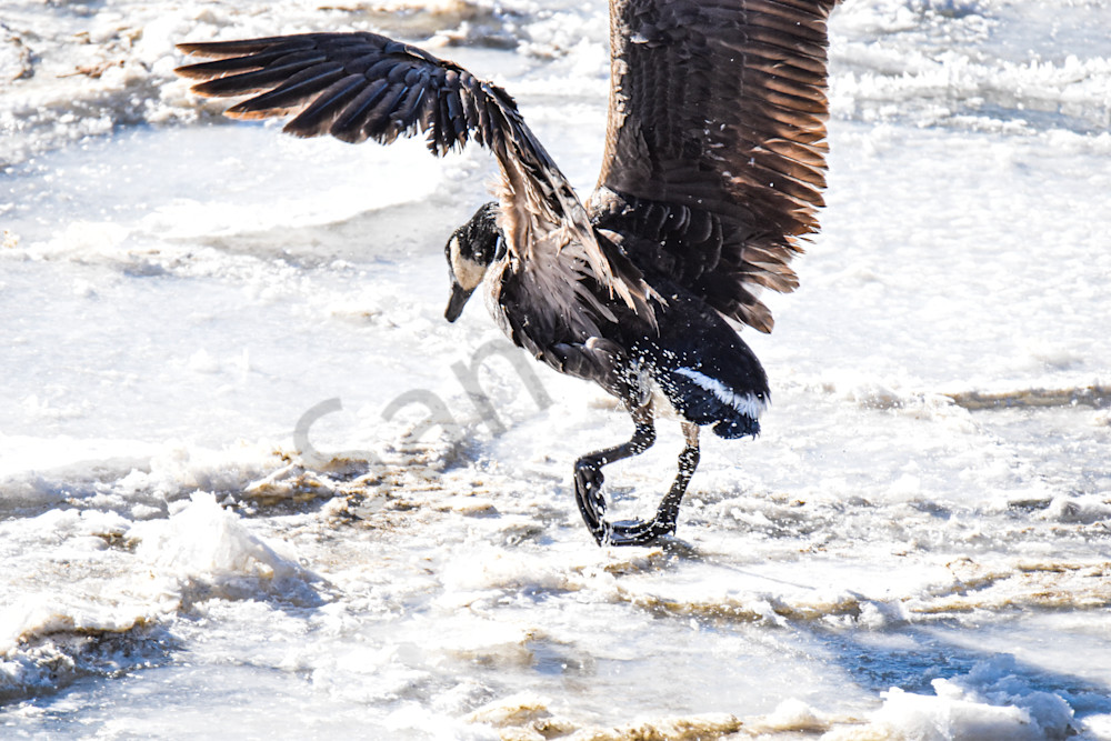 Birds.Jpg Photography Art | Photos By Regan