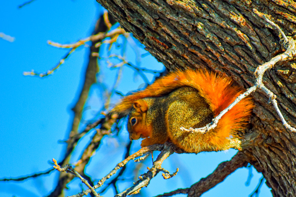 Wildlife 10.Jpg Photography Art | Photos By Regan