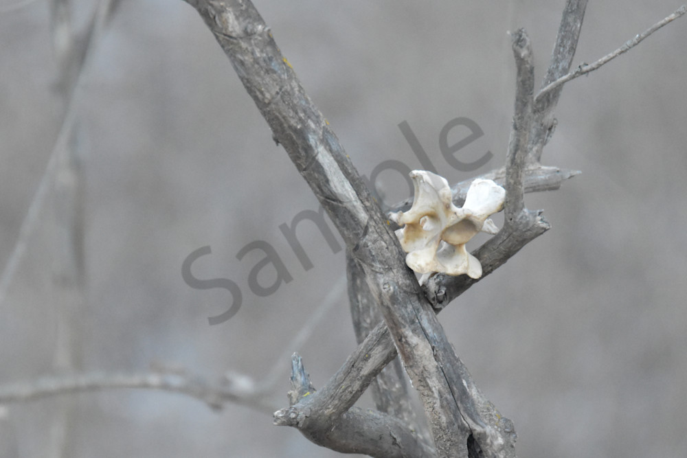 Wildlife.Jpg Photography Art | Photos By Regan