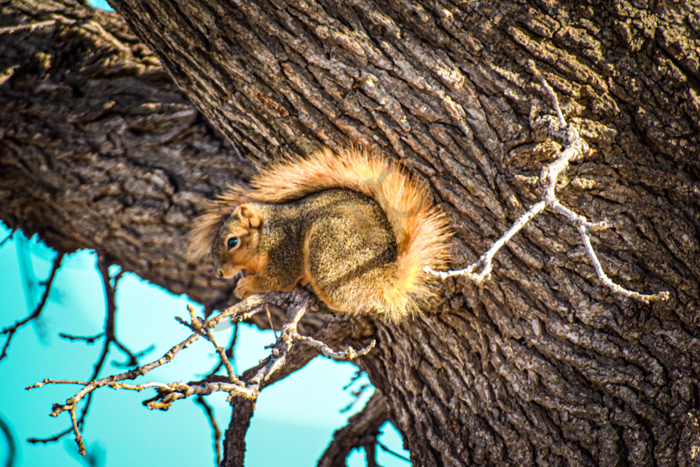 Wildlife 11.Jpg Photography Art | Photos By Regan