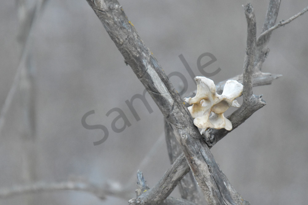 Wildlife 2.Jpg Photography Art | Photos By Regan