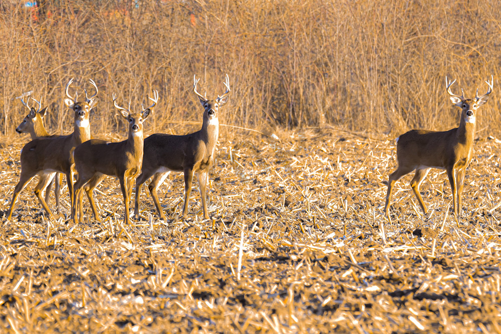 Deer 16.Jpg Photography Art | Photos By Regan