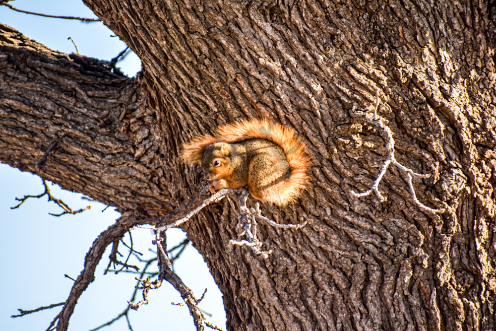 Wildlife 13.Jpg Photography Art | Photos By Regan