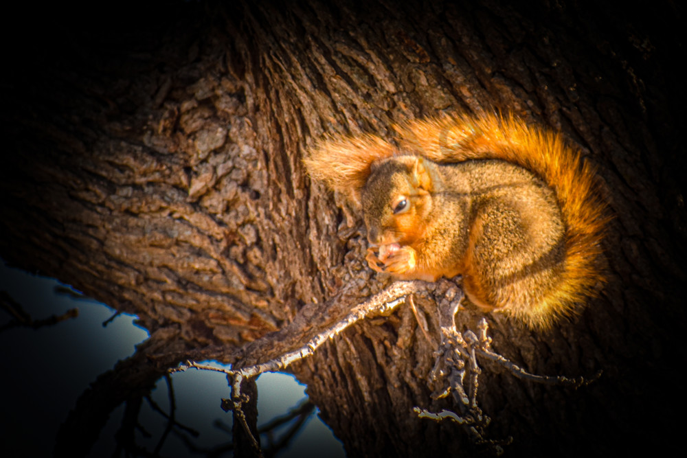 Wildlife 14.Jpg Photography Art | Photos By Regan