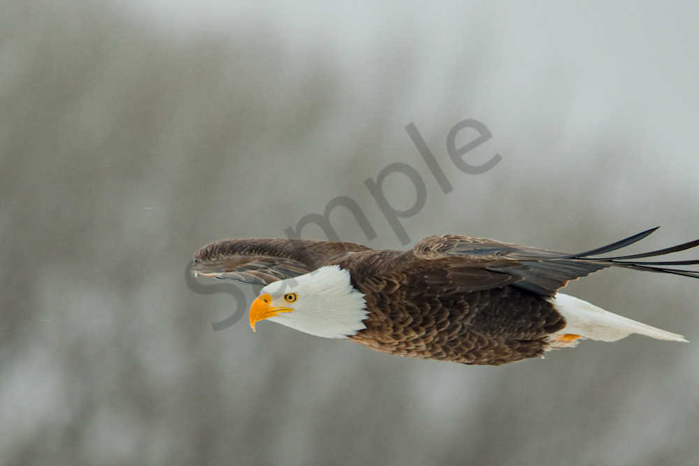 Eagles 46.Jpg Photography Art | Photos By Regan
