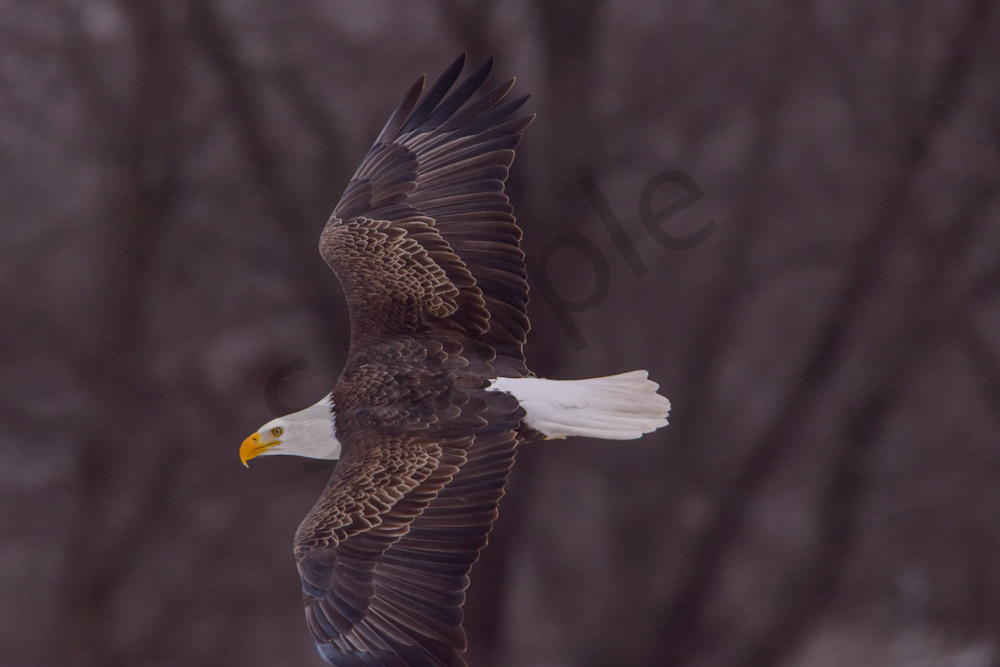 Eagles 36.Jpg Photography Art | Photos By Regan