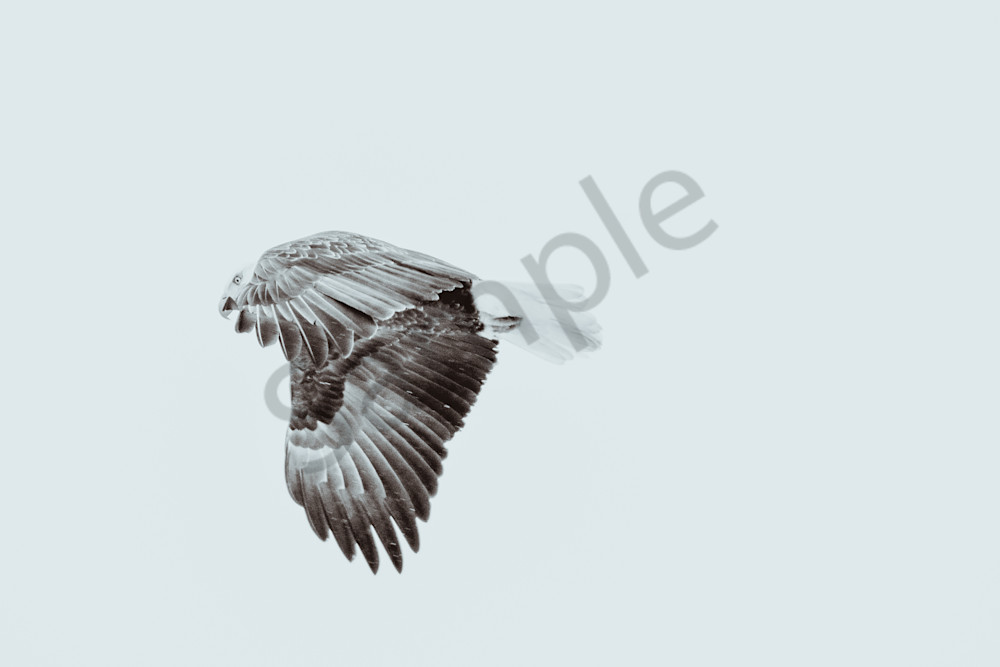 Eagles 52.Jpg Photography Art | Photos By Regan