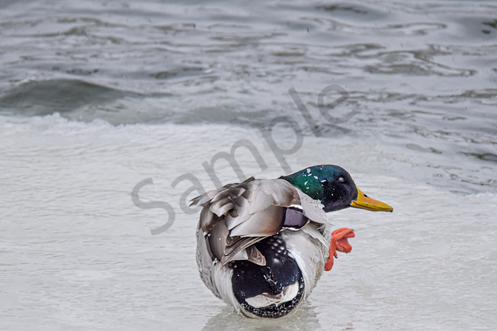 Eagles 15 2.Jpg Photography Art | Photos By Regan