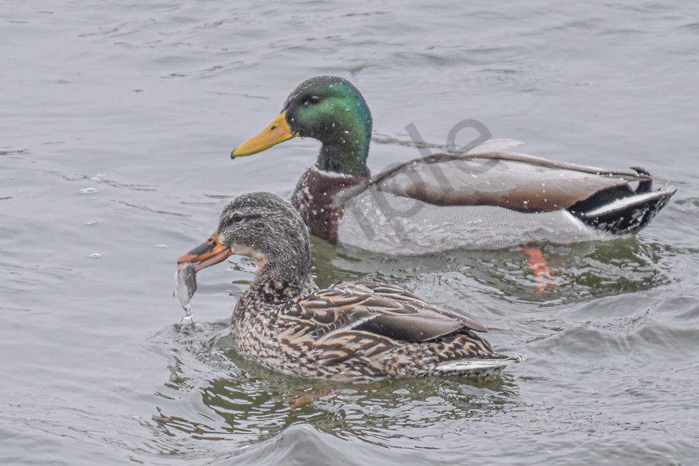 Eagles 16 2.Jpg Photography Art | Photos By Regan